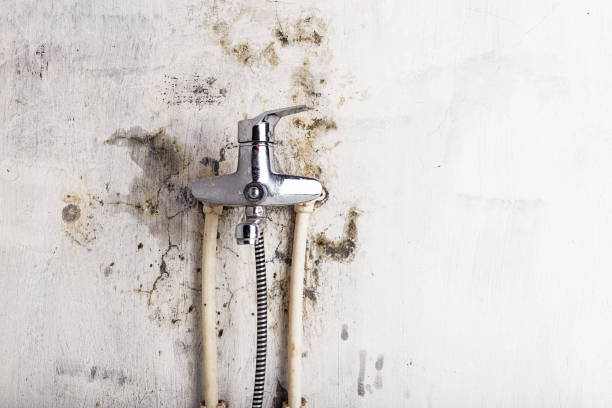 Trusted Manahawkin, NJ Mold Removal Experts