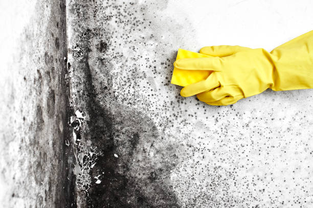 Best Fast Mold Removal  in Manahawkin, NJ