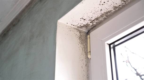 Best Crawl Space Mold Removal  in Manahawkin, NJ