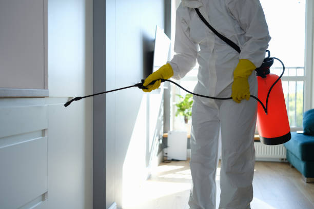 Best Mold Removal Process  in Manahawkin, NJ