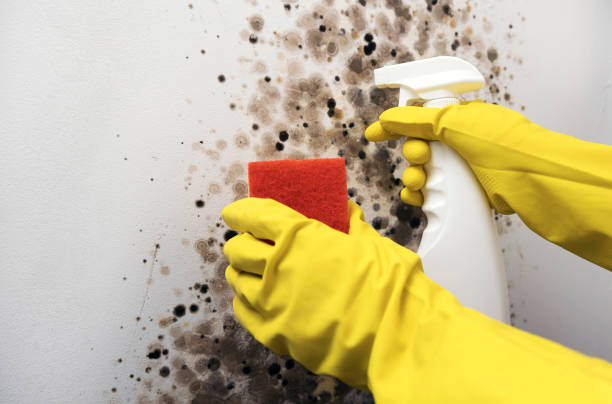 Best Local Mold Removal Service  in Manahawkin, NJ