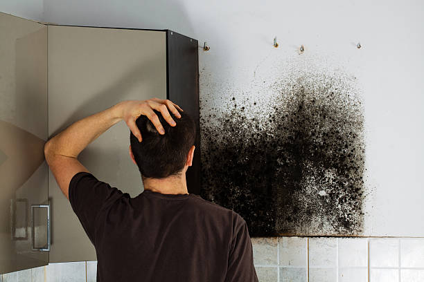 Best Home Mold Removal  in Manahawkin, NJ