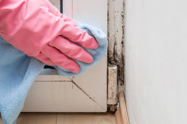 Best Black Mold Removal  in Manahawkin, NJ