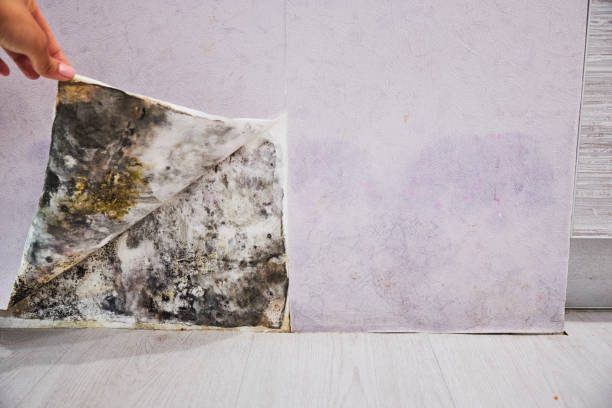 Best Office Mold Removal Services  in Manahawkin, NJ